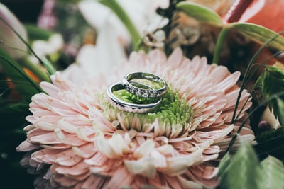 近距离摄影的银戒指在粉红色的非洲菊雏菊花
